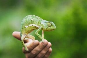 faux self du caméléon (camouflage)