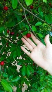 cherry picking (biais de confirmation)