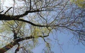 arbre arborescent