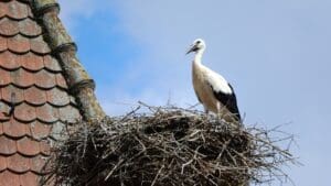 l'effet cigogne et la naissance des bébés