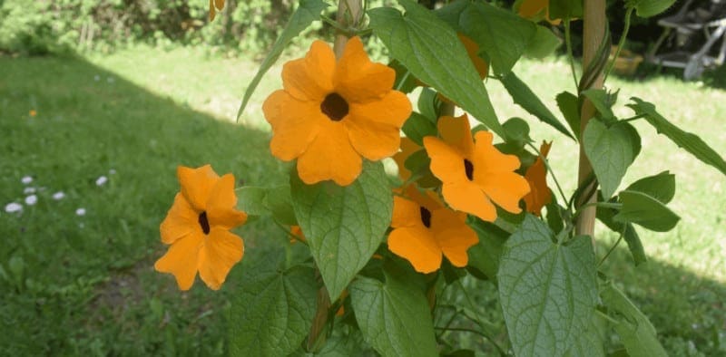 jardin1