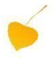 petite feuille