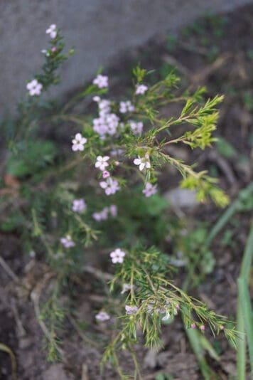 DSC03301