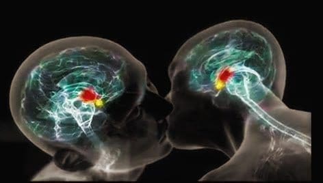 cerveau-amoureux