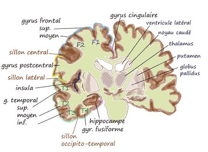 430px-Coronal_insula