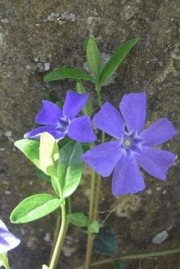 jardin4