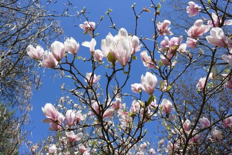 jardin10