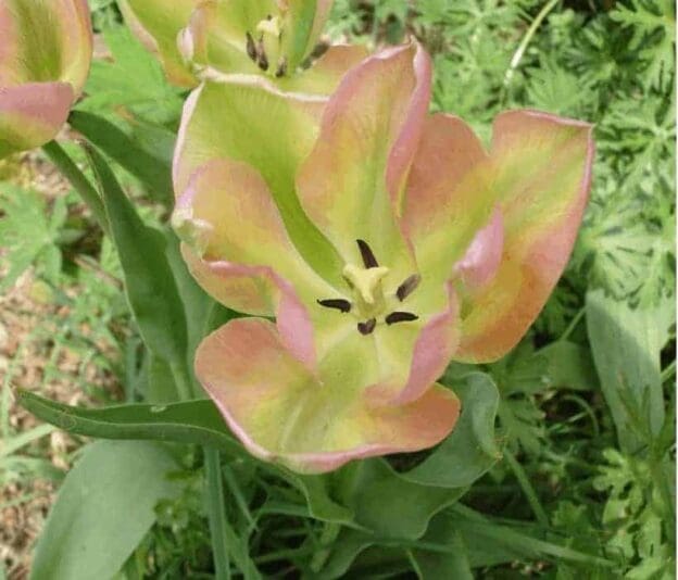 jardin2