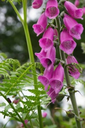 DSC00790