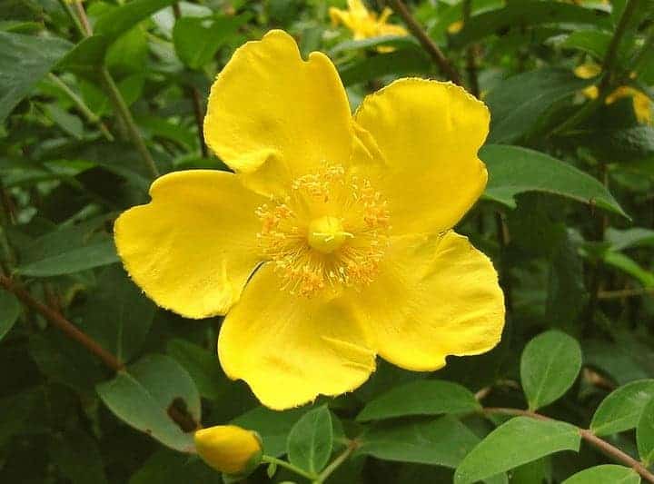 jardin5