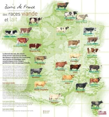 differentes-races-bovines-viande-lait-france