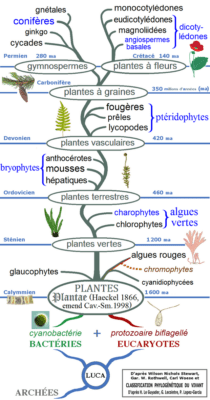 Phylogénie_végétale