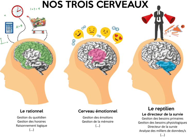Nos-3-cerveaux-explication