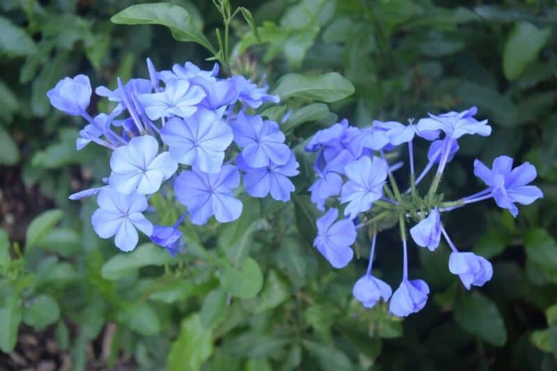 jardin19