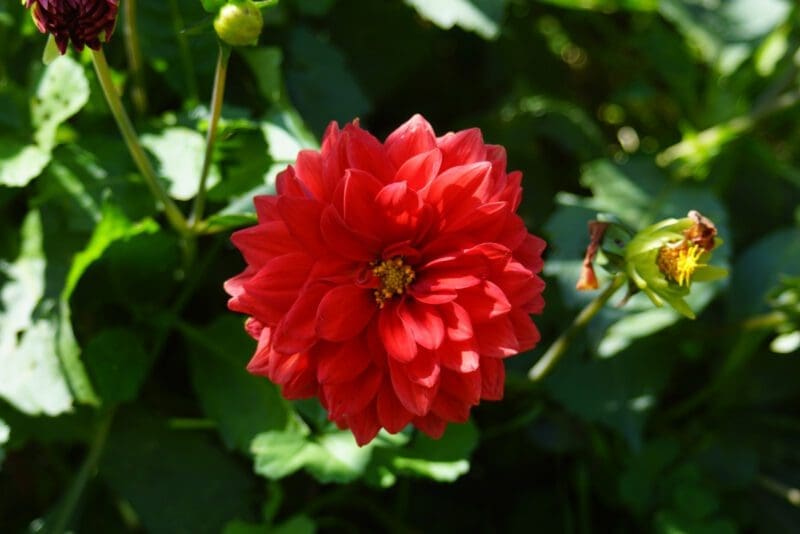 DSC02784