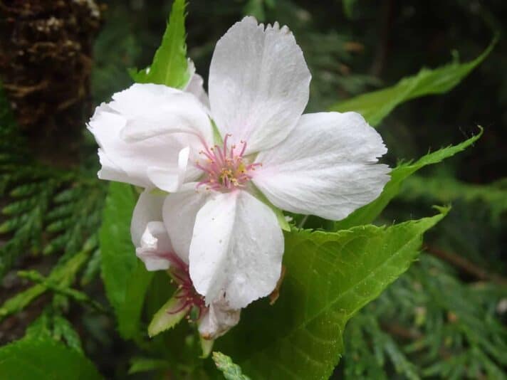 jardin11