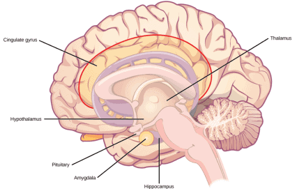 thalamus-2