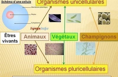 ob_85892c_schema-bilan
