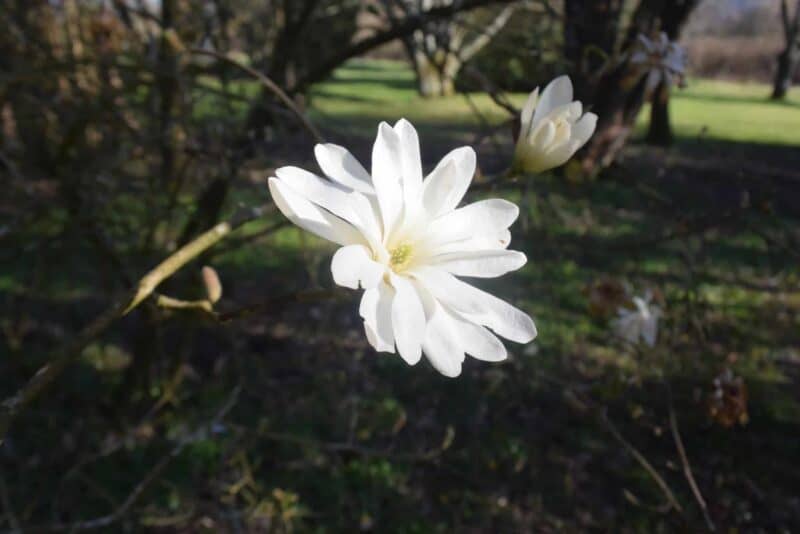 jardin13